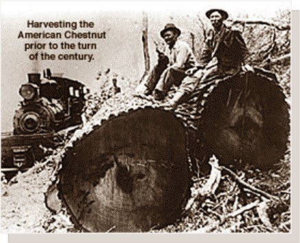 The straight grain of the American Chestnut, its vigor, and very high rot resistance made the wood unsurpassed for splitting and building most of the early American barns, houses, telephone poles, fencing, piers, caskets and more.